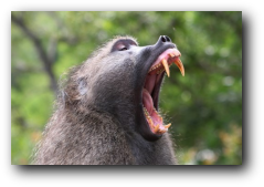 Kruger National Park male baboon