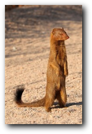 Slender mongoose Kruger National Park