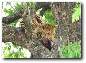 Leopard and aadvark kill Kruger National Park