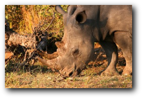 Kruger National Park, white rhino