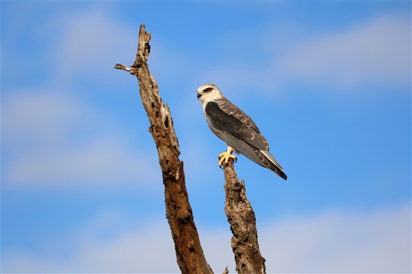 Kruger-national-black-shouldered-kite-perched