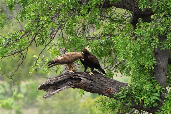 Kruger-national-park--wahlbergs-eagle-dark-intermediate-forms-unsuual