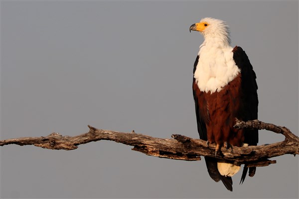 Kruger-national-park-african-fish-eagle