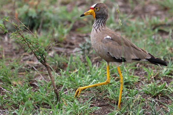 Kruger-national-park-african-wattled-lapwing