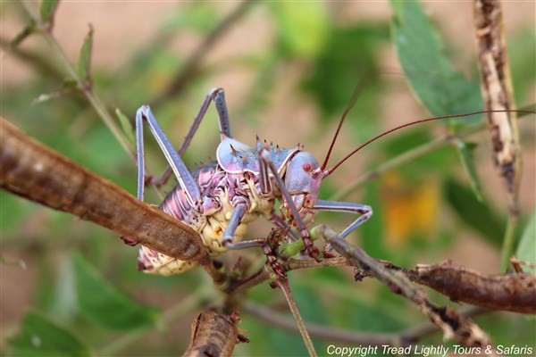 Kruger-national-park-armoured-corn-cricket