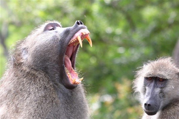 Kruger-national-park-baboon-male-teeth