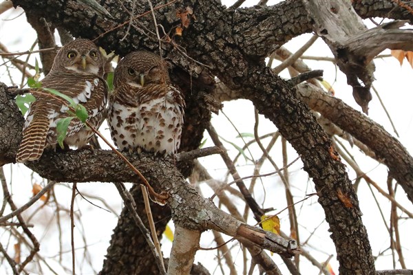 Kruger-national-park-barred-owlets-tamboti-trees