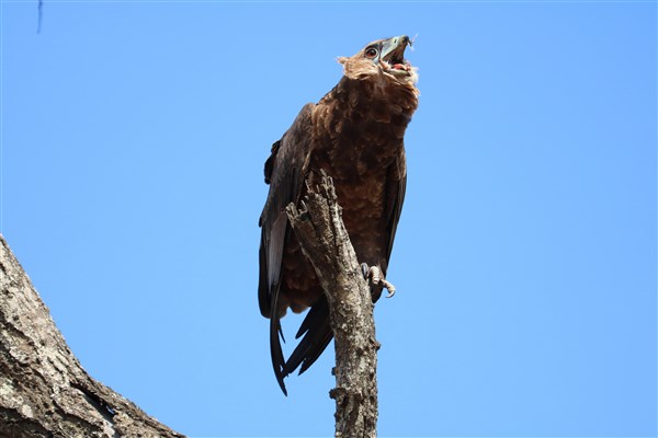 Kruger-national-park-bateleur-immature