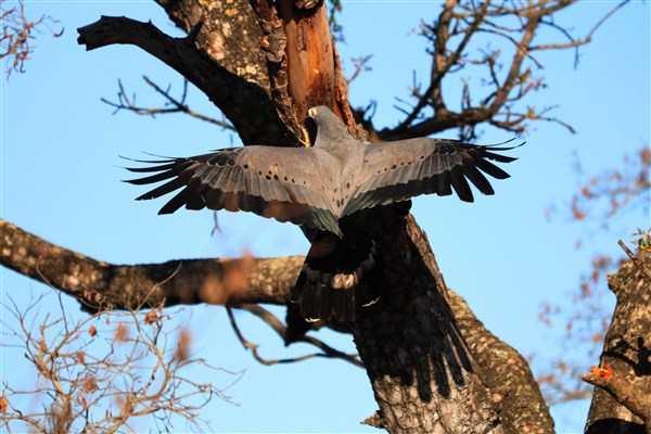 Kruger-national-park-black-african-harrier-hawk-hunting-hanging-in-tree