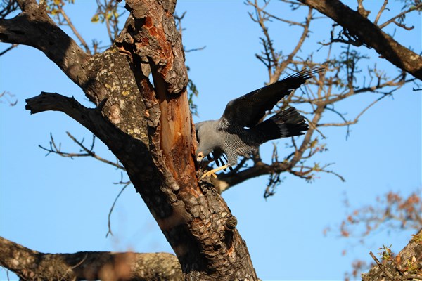 Kruger-national-park-black-african-harrier-hawk-hunting