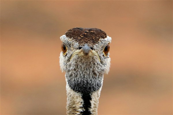 Kruger-national-park-black-bellied-bustard-head-profile