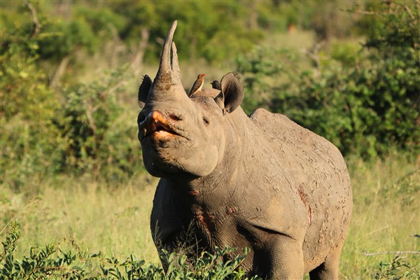 Kruger-national-park-black-rhino-flehmen