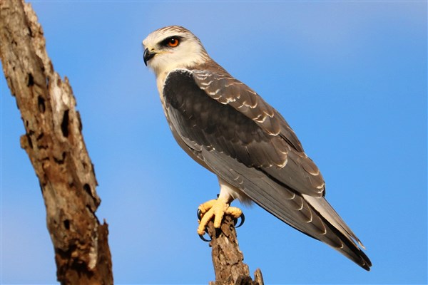 Kruger-national-park-black-shouldered-kite-close-up