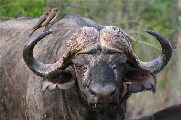 Kruger-national-park-buffalo-bull-oxpeckers-portrait-close