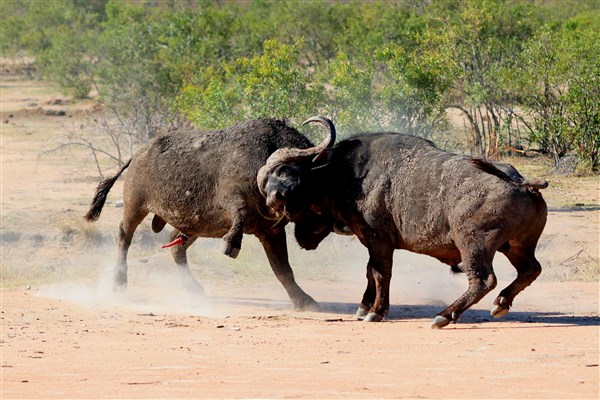 Kruger-national-park-buffalo-bulls-fighting