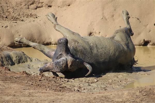 Kruger-national-park-buffalo-wallowing-mud