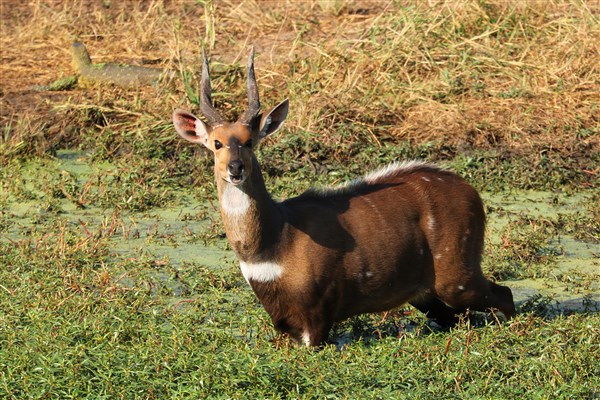 Kruger-national-park-bushbuck-ram-water-monitor
