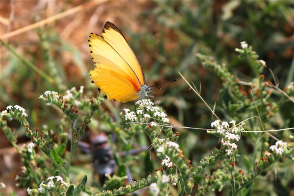 Kruger-national-park-butterfly-common-dotted-border