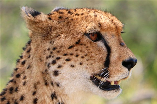 Kruger-national-park-cheetah-head-shot-close-up