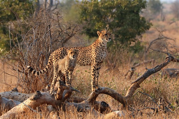 Kruger-national-park-cheetah-mother-cub-sunset