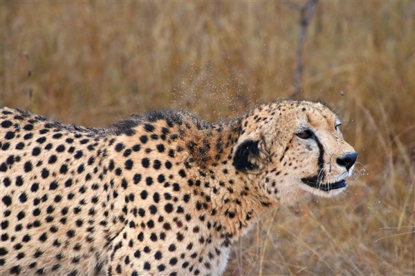 Kruger-national-park-cheetah-shaking-water