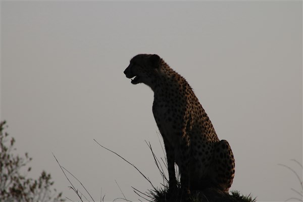 Kruger-national-park-cheetah-silhouette