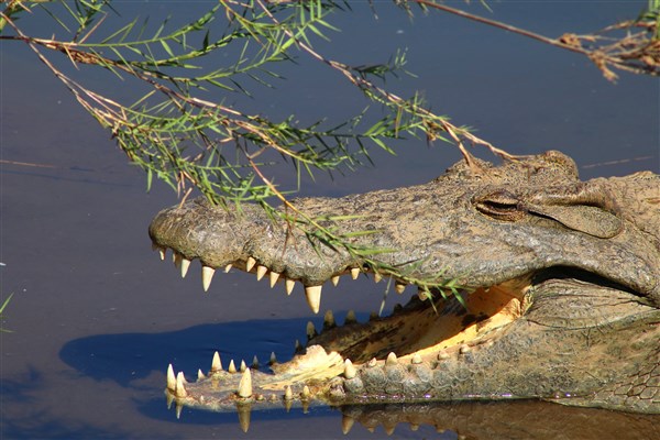 Kruger-national-park-crocodile-mouth-open-water