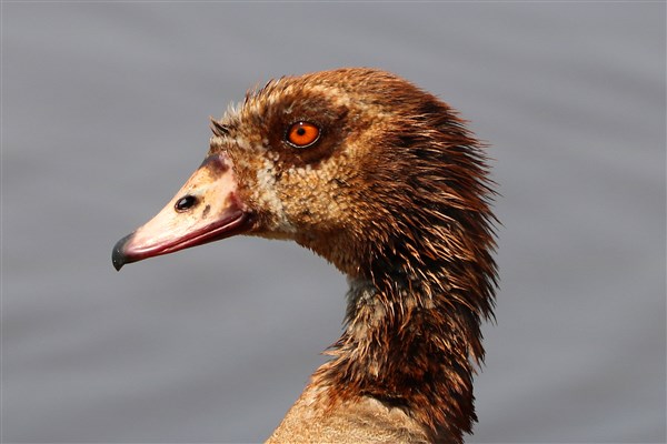 Kruger-national-park-egyptian-goose-eye-beak