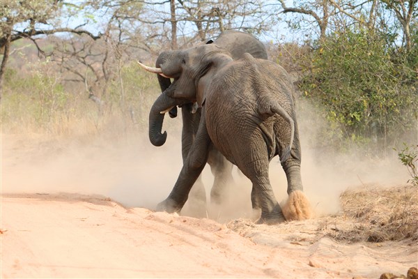 Kruger-national-park-elephant-bulls-fighting-pretoriuskop