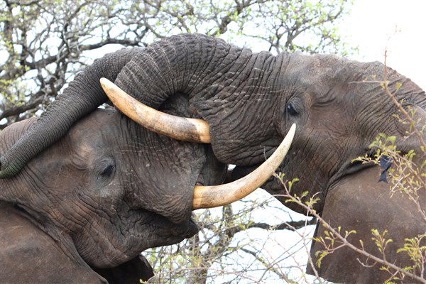Kruger-national-park-elephant-bulls-locked-together