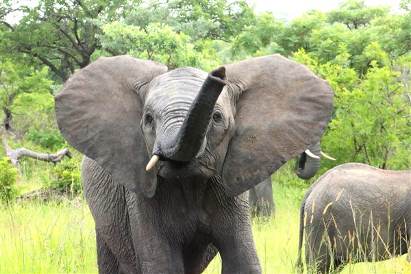 Kruger-national-park-elephant-calf-feisty