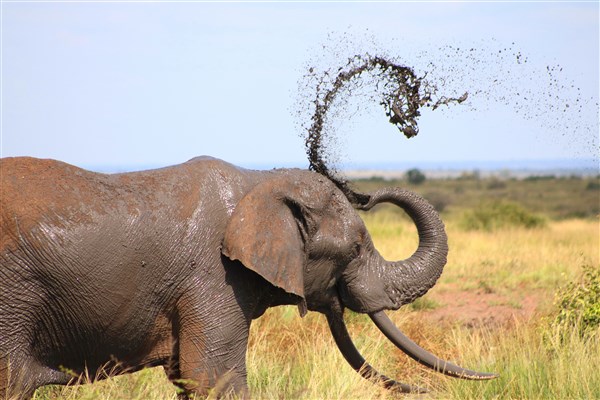 Kruger-national-park-elephant-mud-throwing