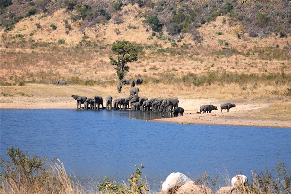 Kruger-national-park-elephants-drinking-and-buffalo