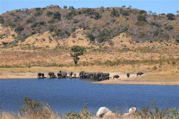 Kruger-national-park-elephants-eating-drinking-landscape
