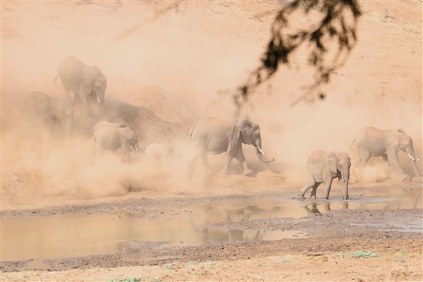 Kruger-national-park-elephants-in-dust