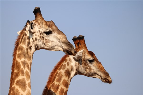 Kruger-national-park-giraffe-bulls-profile