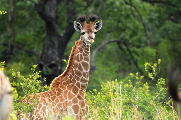 Kruger-national-park-giraffe-calf