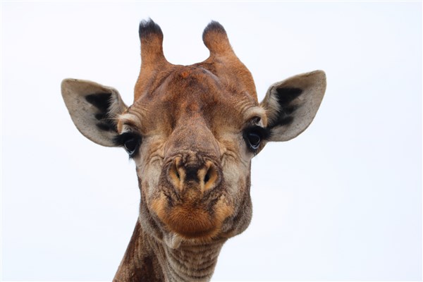 Kruger-national-park-giraffe-female-head-portrait