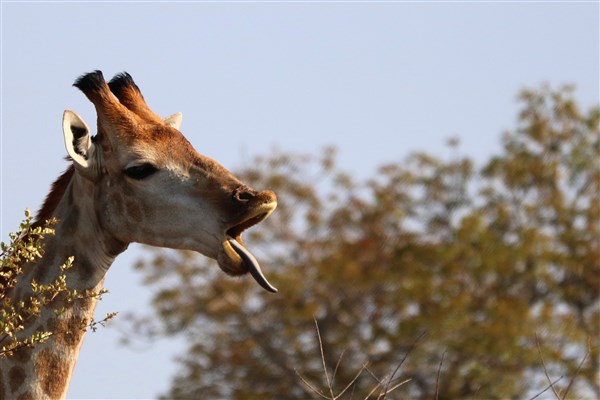 Kruger-national-park-giraffe-mouth-open