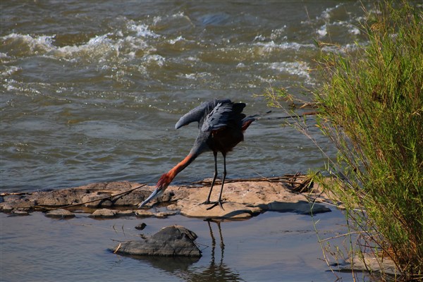 Kruger-national-park-goliath-heron-fishing