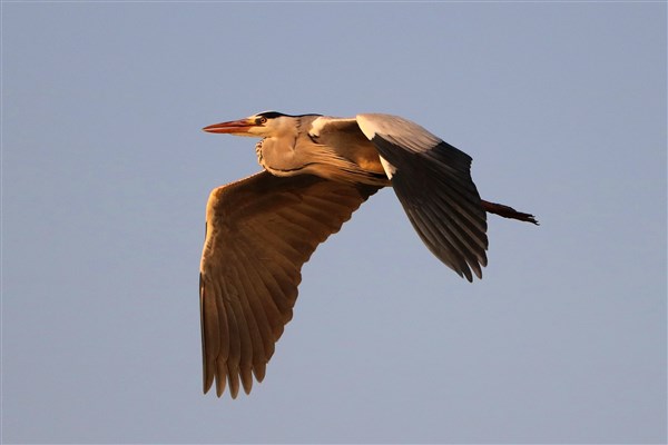 Kruger-national-park-grey-heron-flying-perfect-light