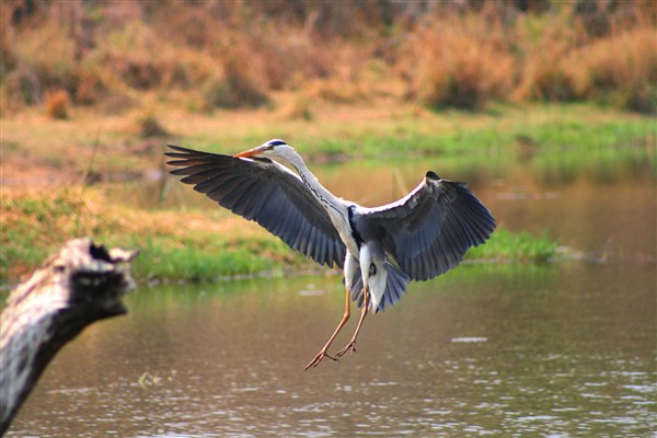 Kruger-national-park-grey-heron-in-flight