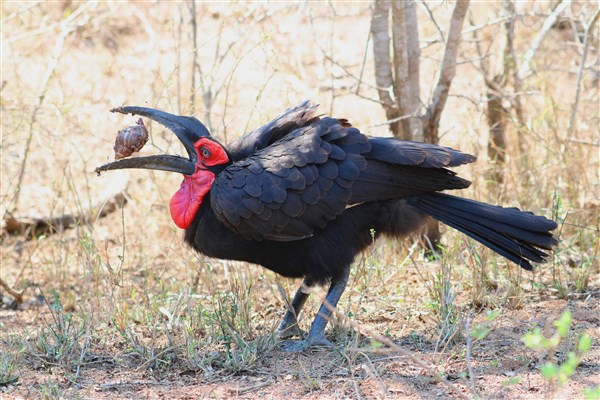 Kruger-national-park-groud-hornbill-eating-snail