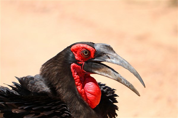 Kruger-national-park-ground-hornbill-profile