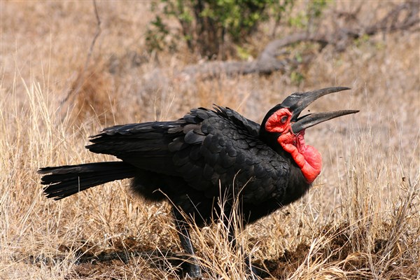 Kruger-national-park-ground-hornbills-catching-insect