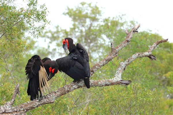 Kruger-national-park-ground-hornbills-pair-tree