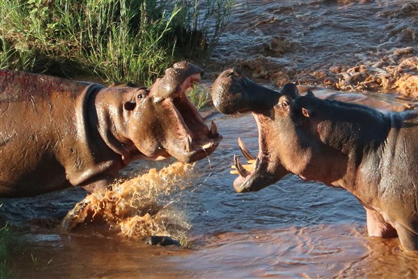 Kruger-national-park-hippo-bulls-fighting-close