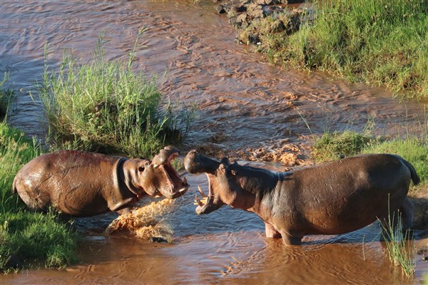 Kruger-national-park-hippo-bulls-fighting