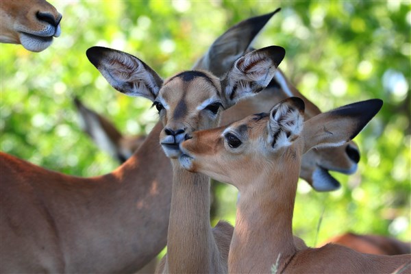 Kruger-national-park-impala-lambs-kissing
