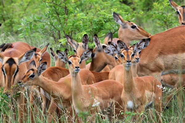 Kruger-national-park-impala-lambs-nursery